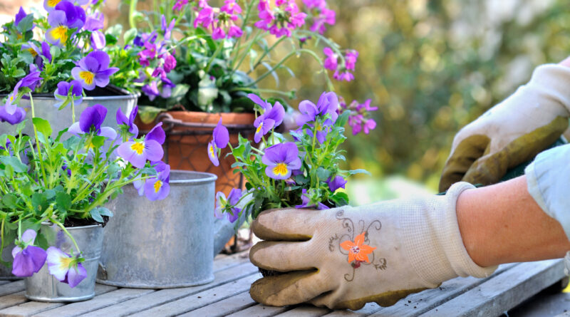 woman's hand hanging a colorful violet flower