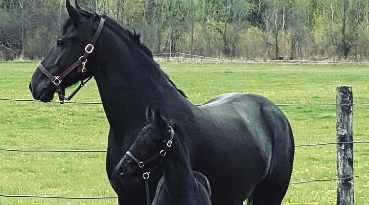 black mare and black foal