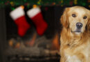 Holiday Guide for Dog Owners