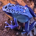 Critters Corner – Poison Dart Frogs – Riverview Park and Zoo