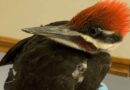 Woodpeckers – Did You Know?